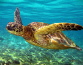   This beautiful Green Sea Turtle was shot off coast Kona Hawaiinaturally lit ambiant light about feet underwater. underwater  